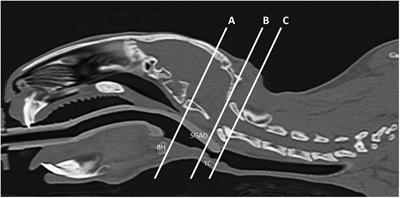 Comparison of a Supraglottic Airway Device (v-gel®) with Blind Orotracheal Intubation in Rabbits